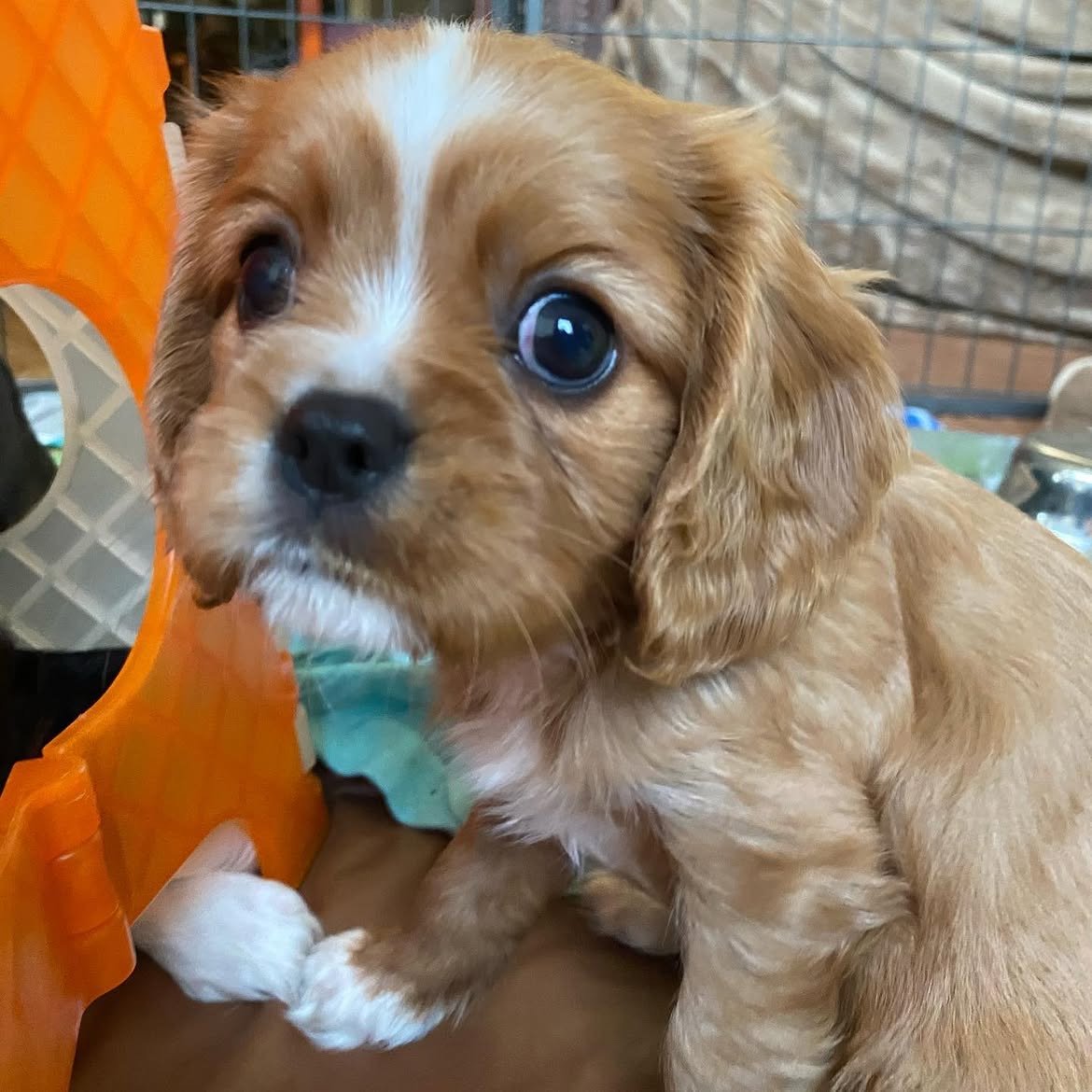 Bella, a Cavalier King Charles Spaniel puppy