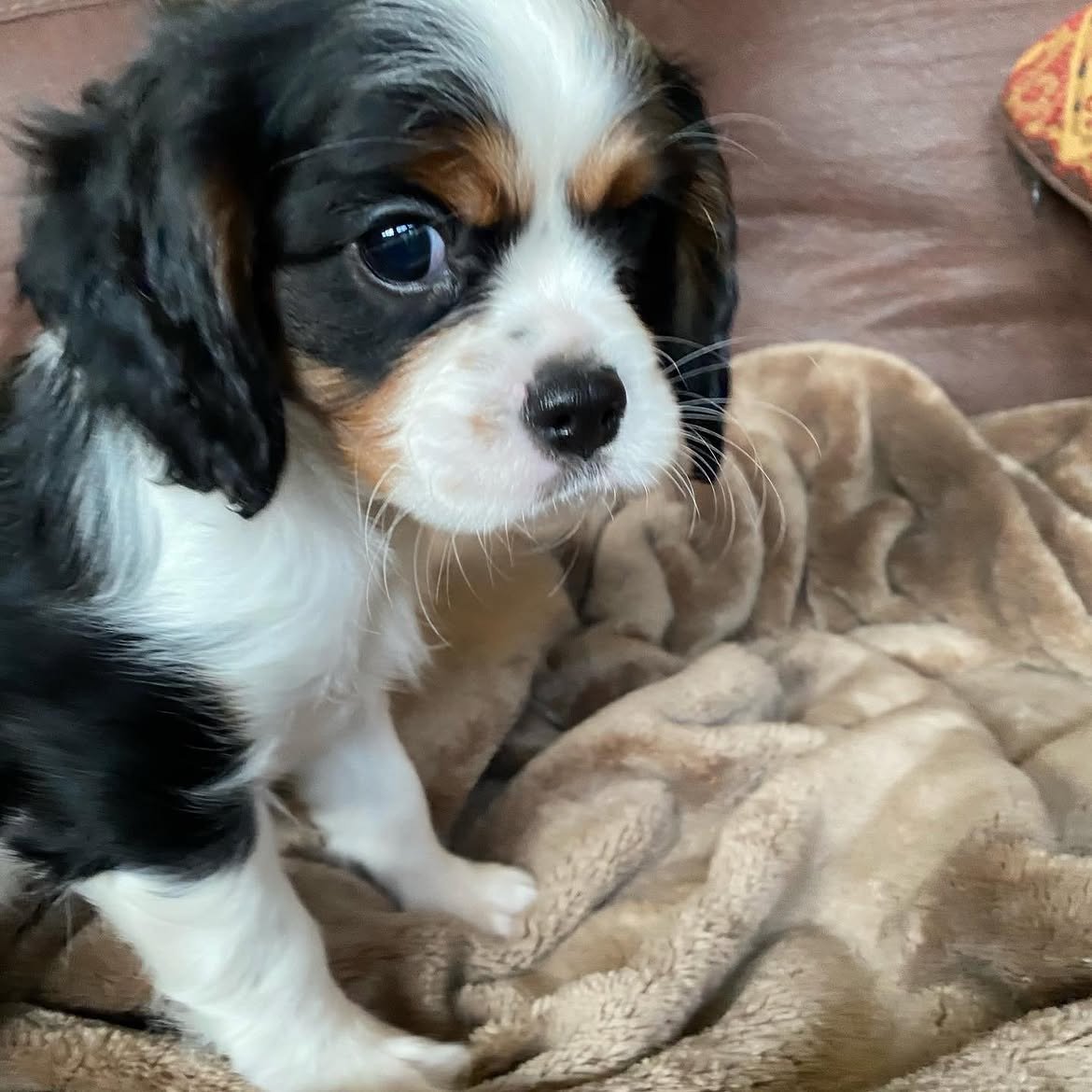 Charlie, a Cavalier King Charles Spaniel puppy