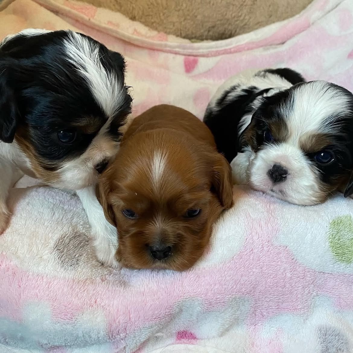 Charlie, a Cavalier King Charles Spaniel puppy, photo 2