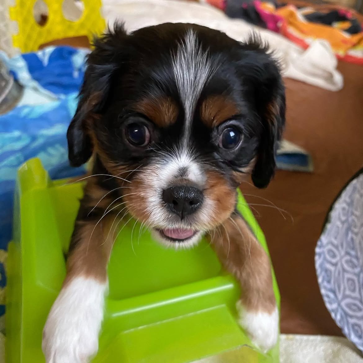 Duke, a Cavalier King Charles Spaniel puppy