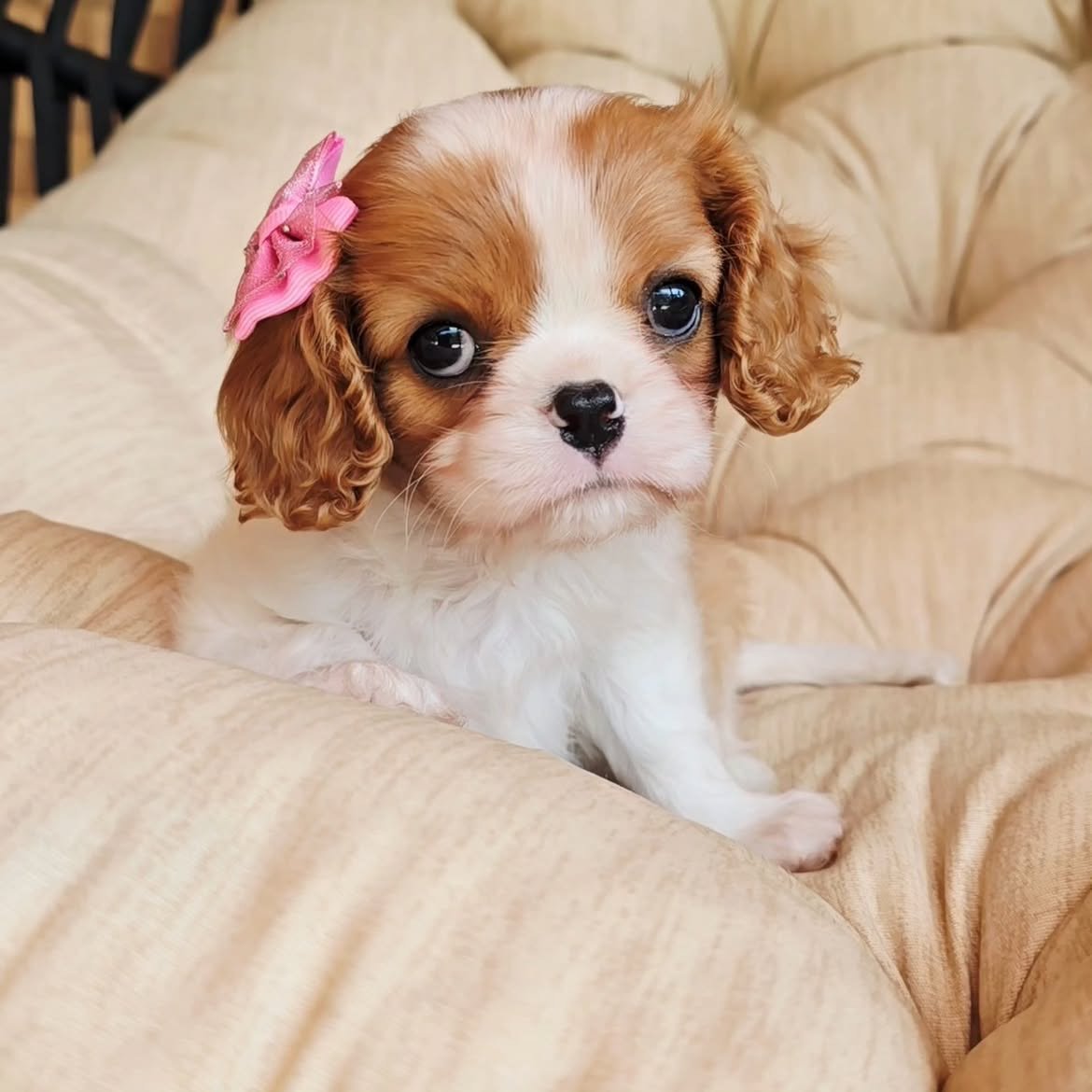 Flurry, a Cavalier King Charles Spaniel puppy