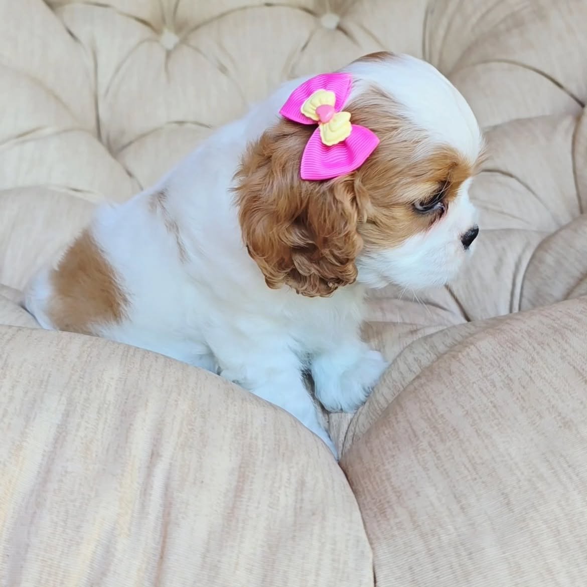Flurry, a Cavalier King Charles Spaniel puppy, photo 2