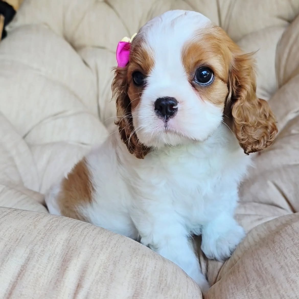 Flurry, a Cavalier King Charles Spaniel puppy, photo 3