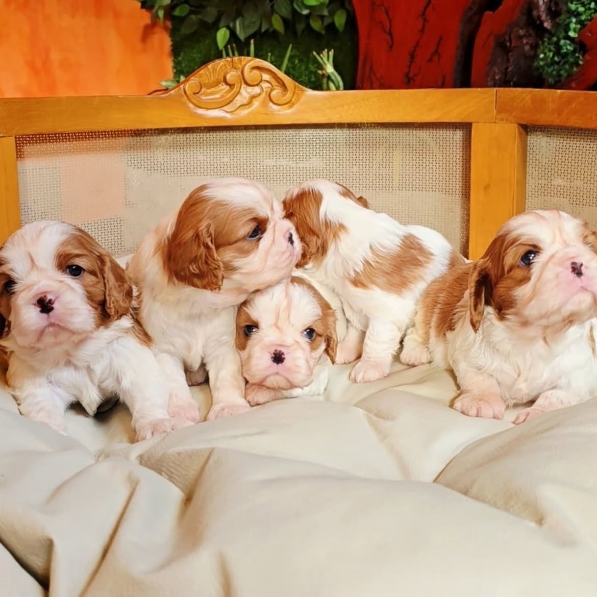 Flurry, a Cavalier King Charles Spaniel puppy, photo 4