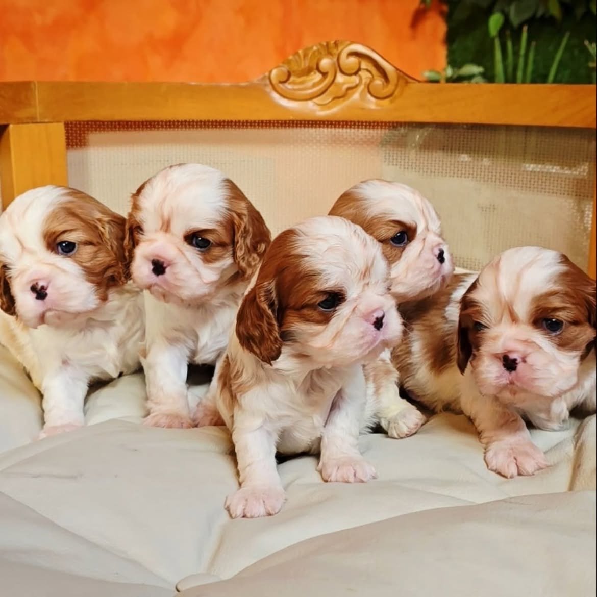 Flurry, a Cavalier King Charles Spaniel puppy, photo 5