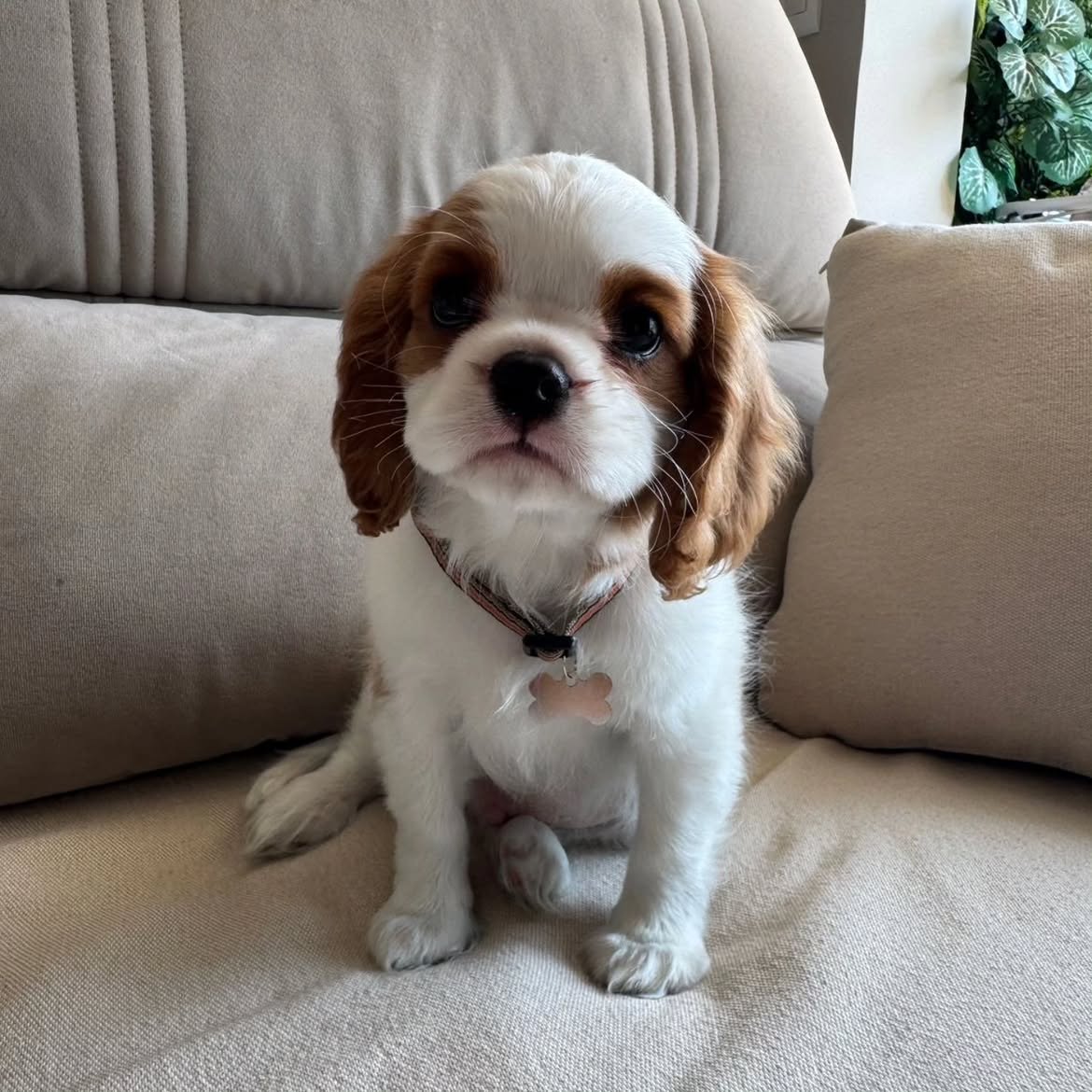 Hula, a Cavalier King Charles Spaniel puppy, photo 2