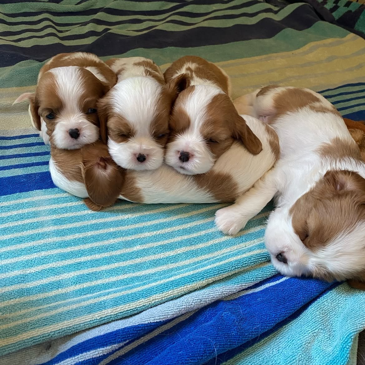 Hula, a Cavalier King Charles Spaniel puppy, photo 3