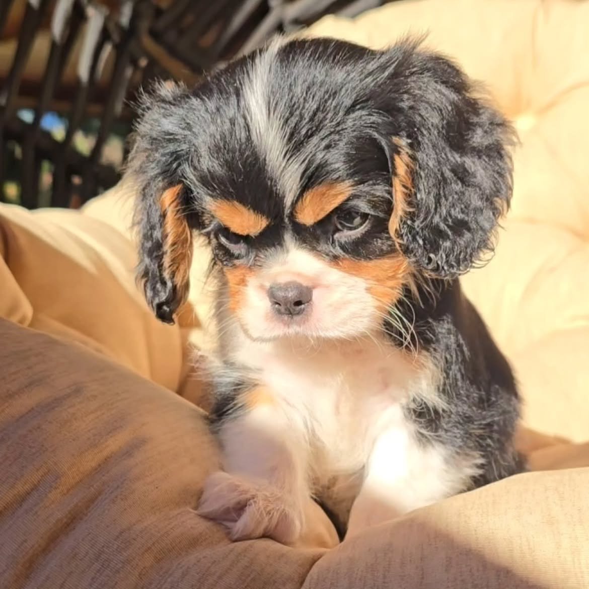 Poppy, a Cavalier King Charles Spaniel puppy