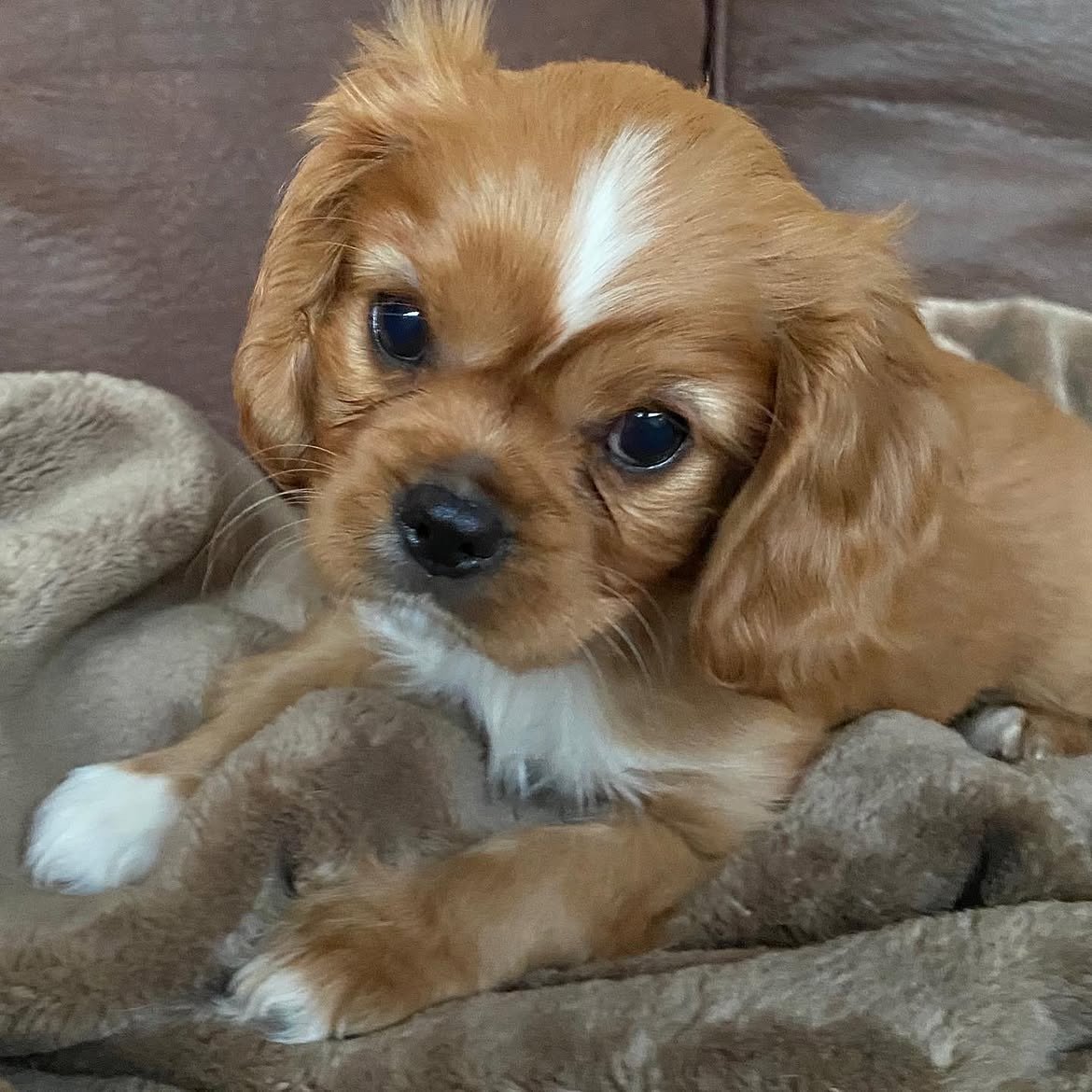 Rosie, a Cavalier King Charles Spaniel puppy