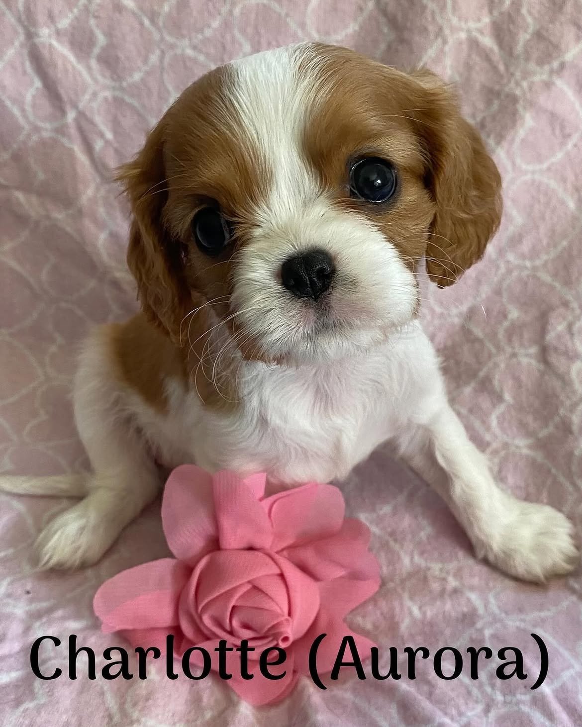 Rosie, a Cavalier King Charles Spaniel puppy, photo 2