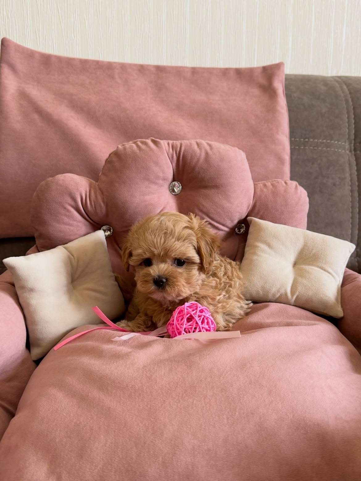 Willow, a Maltipoo puppy